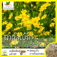 เมล็ดพันธุ์ ดอกดาห์ลเบิร์ก เดซี่สีเหลือง 200 เมล็ด Dahlberg Daisy เมล็ดพันธุ์แท้ นำเข้าจากต่างประเทศ ปลูกผัก สวนครัว