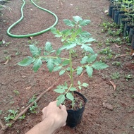CHERRY TOMATO PLANT SEEDLINGS CHERRY TOMATO TREE/S