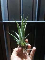 空氣草 Tillandsia tehuacana