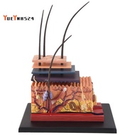 4D Human Skin Model Hair Organs Assembling Puzzle Model Teaching Model Manikin Science Anatomical Mo