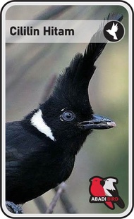 BURUNG CILILIN HITAM CIBINONG