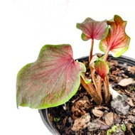 Keladi Thai DOUBLE LEAF Rare Caladium (Real Live Plant)