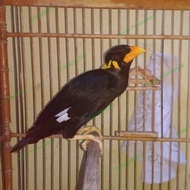 Burung Beo Anakan Muda Hutan