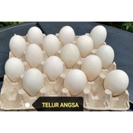 TELUR ANGSA GHOOSE EGG ORI