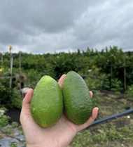 香水柠檬 无籽柠檬 手打柠檬 fragrant lemon Fragrant Lemon 香水柠檬
