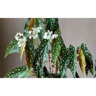 Begonia Maculata/鳟鱼鱼秋海棠/ Pokok Hiasan/ Polka dot Collection Plant/live plants