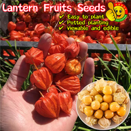 ปลูกง่าย ปลูกได้ทั่วไทย เมล็ดพันธุ์ ผลไม้โคมไฟ (100เมล็ด/ซอง) Sweet Lantern Fruits Seeds for Plantin