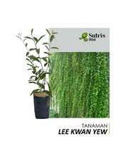 Tanaman Hias Merambat Lee Kwan Yew/Vernonia elliptica/Curtain Creeper