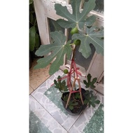 Potted fig tree with fruit