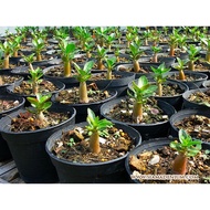 baby adenium plant ANAK POKOK ADENIUM tanam dalam pasu