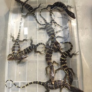Varanus Salvator baby - juve
