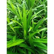 **POKOK DAUN PANDAN**