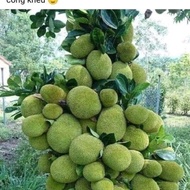 CÂY GIỐNG MÍT DAI TA MẬT ỐNG SIÊU QUẢ [BEST Express]