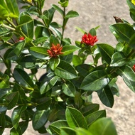 AZ-IXORA THAILAND PLANT