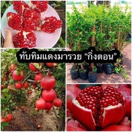 🍅ต้นทับทิมแดงมารวย (กิ่งตอน)ลูก+เนื้อสีแดง รสหวาน เมล็ดเล็กและนิ่ม 1ปี เริ่มให้ผลผลิต ต้นสูงประมาณ 6