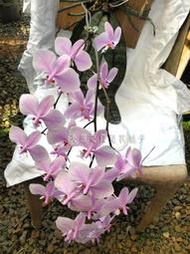 【蘭花舖子】Phal. schilleriana 西蕾麗蝴蝶蘭 032702