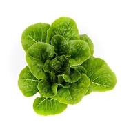 Benih Tiberius RZ Green Cos Lettuce Romaine Hidroponik