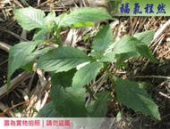 [福氣程然]  新鮮野菜 昭和草 革命菜 野茼蒿 飛機草 飢荒草 救荒草 滿天飛 ｜(小農自家生長)＜即將結束＞