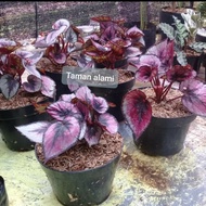 tanaman hias begonia rex - pohon begonia rex