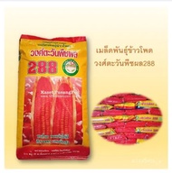 โปรโมชั่น ข้าวโพดเลี้ยงสัตว์ พันธุ์ฝักแฝด 288 ขนาด10กิโลกรัม ราคาถูก ถูกมาก ต้นไม้ เมล็ดพันธุ์ เมล็ด