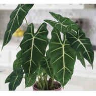 JUALAN POKOK ALOCASIA