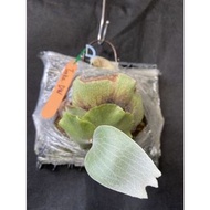 Tonkla DW-側芽-療癒植物-文青小品、蕨類植物、雨林植物-IG網紅-上板鹿角蕨-室內裝飾-觀葉-天南星科