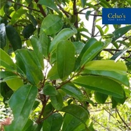 Fresh Guyabano Leaves by Celso’s Farm Goods organic soursop dahon for tea