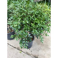 Murraya Exotica jasmine one stem ball shape (25cm pot). Grows up to 8-12 ft. tall and wide. Free fer