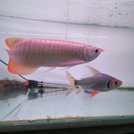 ikan arwana super red ukur 35cm