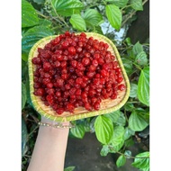 DELICIOUS SUGAR RIM BUNCH JAM PACKAGE 500G/300G