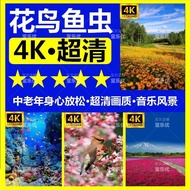 【4K】花鸟鱼风景音乐U盘放松减压心灵治愈大自然风光汽车载优盘 [4K] Flower Bird Fish Landscape Music U Disk Relax Stress Relief Min