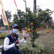 Bibit Tanaman buah Jeruk Dekopon sudah berbuah DD85