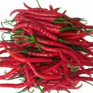 Fresh Red Chili Package