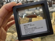 棘龍牙齒化石
摩洛哥白堊紀 最大型食肉恐龍 Spinosaurus