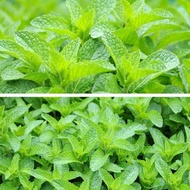 Mint Seeds Bonsai Potted Plants Herb Green Mint Mentha Viridis Garden