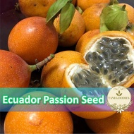 15pcs Seeds Ecuador Orange Passion Fruit Rare Import Biji Benih Manis Ekuador Mahkisa南美洲百香果