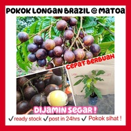 RINA • pokok longan Brazil @ matoa • buah tiga rasa fruit sapling hybrid garden kebun tanaman cepat 