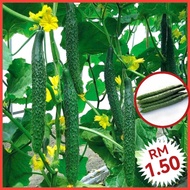 H3 Benih Timun Jepun（20+/-）/ Japan Cucumber Seeds / 日本黄瓜种子 / Benih sayur / Vagetable seeds / seed / 蔬菜种子 / 种子