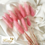Dried Candy Colour Lagurus Rabbit/ Bunny Tail Cream White Bunga Kering - PINK