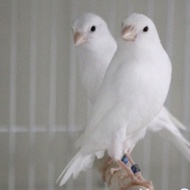 Burung kenari loper putih bahan jantan Berkualitas