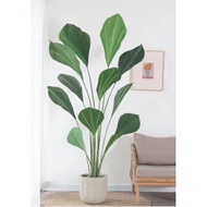 Joey Palm Tree Plant | Pokok Kelapa | Pokok Hiasan Viral | Raya Aidilfitri