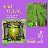 Benih Padi Gogo / Bibit Padi Gogo