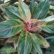 ☃►Aglaonema Pink Lipstick.