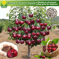 เมล็ดพันธุ์ เชอร์รี่ เมล็ดเชอร์รี่ บรรจุ 30เมล็ด Sweet Cherry Seeds Potted Fruit Seeds for Planting Fruit Plants ผลไม้เขตร้อน บอนสี เมล็ดผลไม้ ต้นไม้ผลกินได้ พันธุ์ไม้ผล บอนไซ ต้นผลไม้ เมล็ดบอนสี ต้นไม้แคระ ผลไม้อร่อย ปลูกง่าย คุณภาพดี ราคาถูก ของแท้ 100%