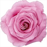 Daichi Farm Made in Japan Preserved Flowers, Full Bloom, Rose, M, Flower Diameter: Approx. 2.3-2.4 i