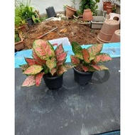 Aglaonema red ( Chinese every green) 2 plan