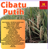 BIJI PADI UNGGUL CIBATU PUTIH 5KG