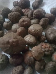 Bibit Porang Katak super 1 Kg isi minimal 500 sampai terkecil