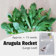 ปลูกง่าย เมล็ดนำเข้า ถูกที่สุด[Plantfilled] Large Leaf Arugula Rocket Seeds for planting| Vegetable