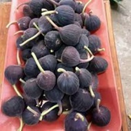 Pokok Iraqi tin Hitam/Anak Pokok